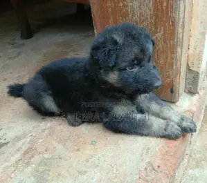 German Shepherd Puppies