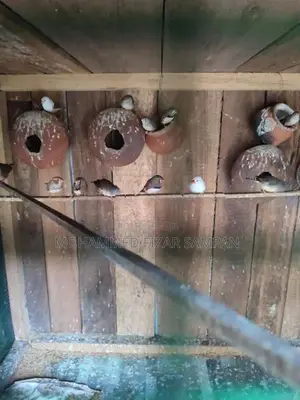 Finches Birds