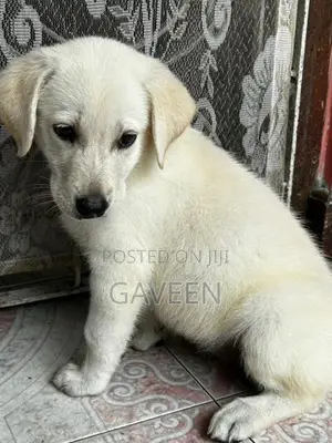 Labrador Puppy