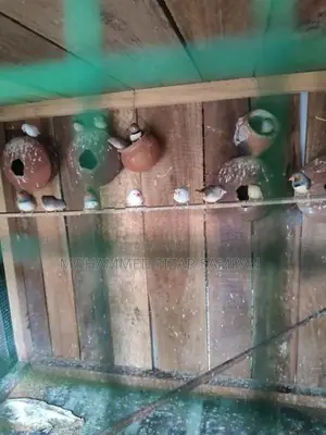 Finches Birds
