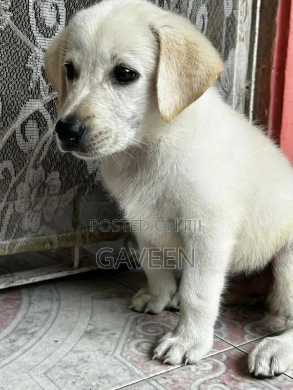 Labrador Puppy