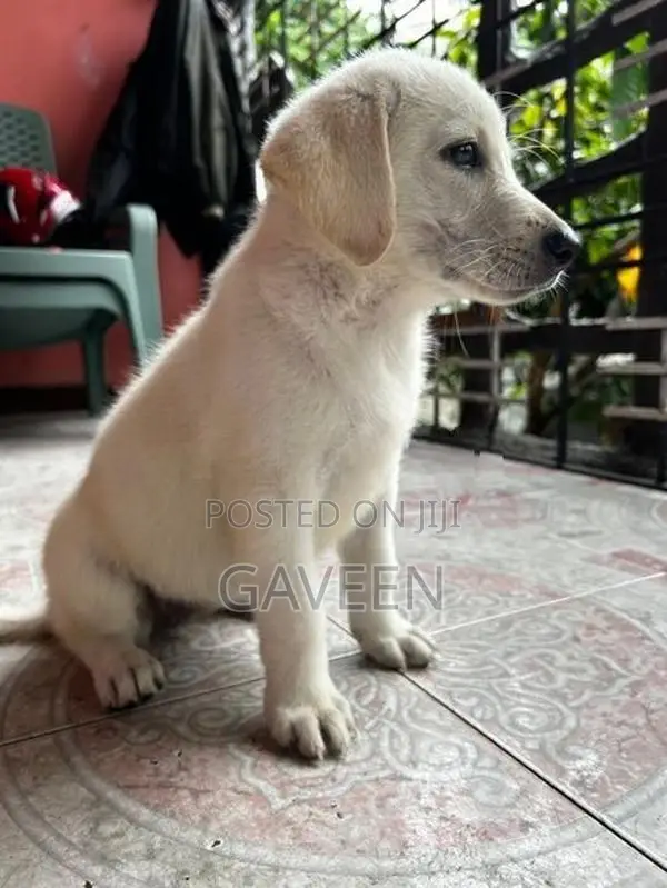 Labrador Puppy