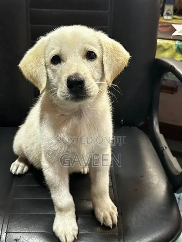 Labrador Puppy