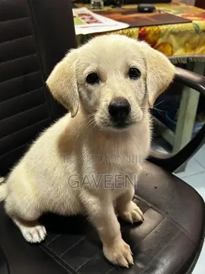 Labrador Puppy
