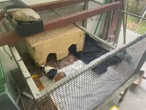 Guinea pig with the cage
