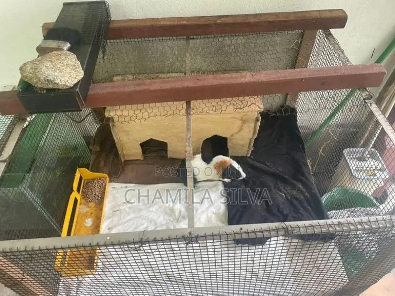 Guinea pig with the cage