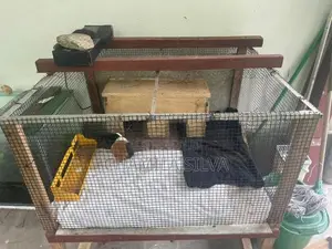 Guinea pig with the cage