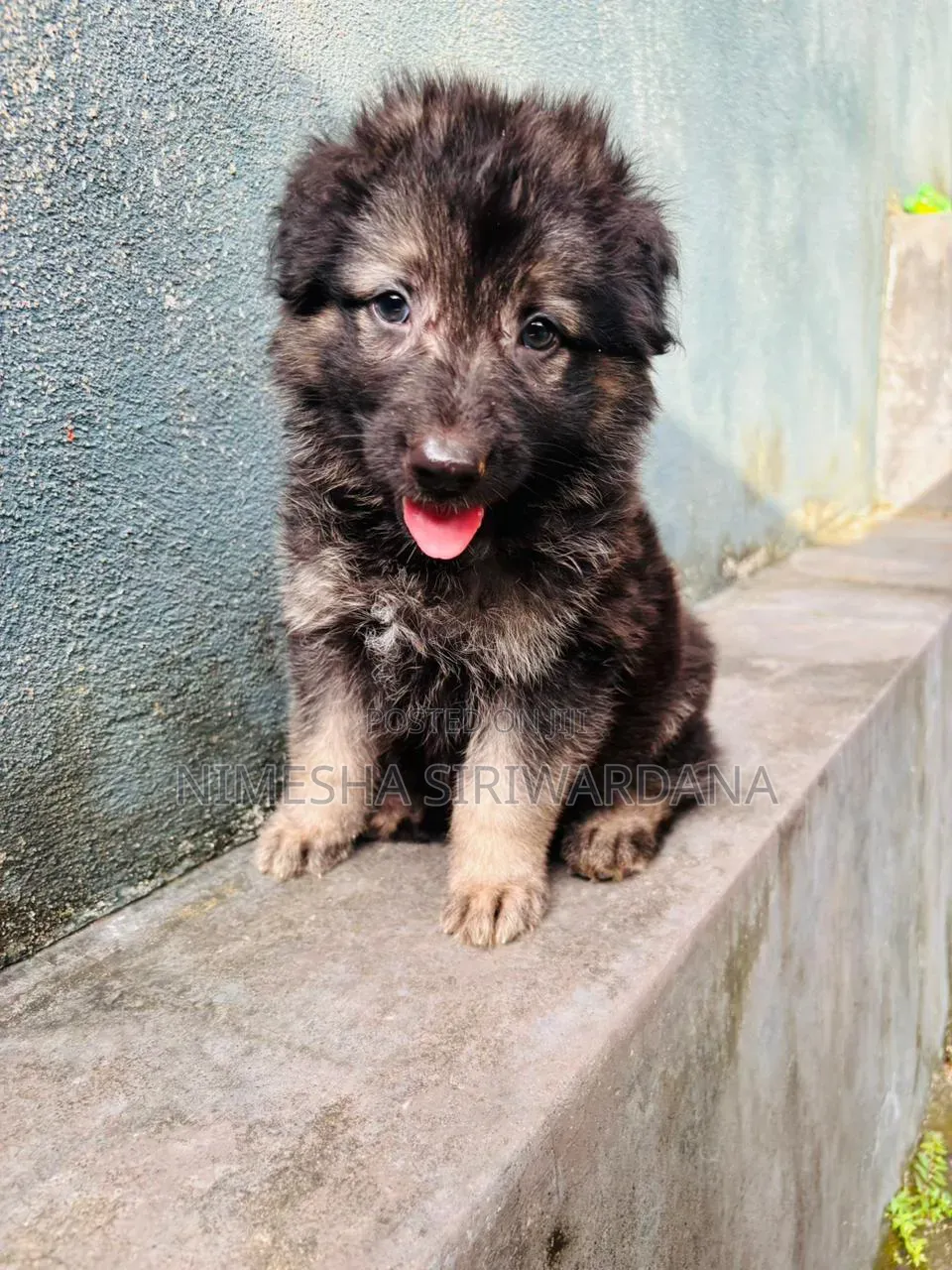 0-1 month Male Purebred German Shepherd