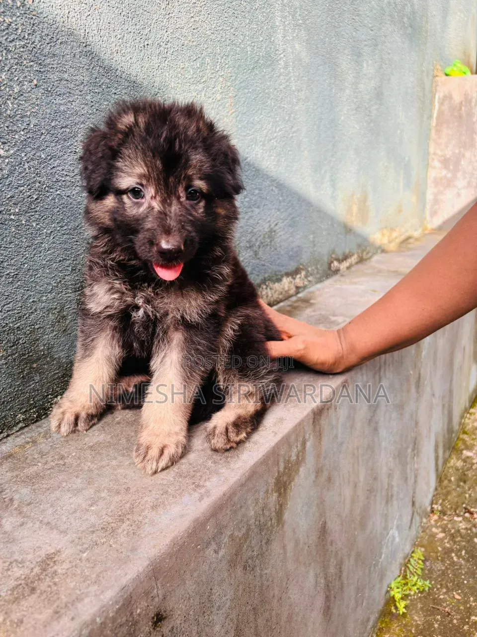 0-1 month Male Purebred German Shepherd
