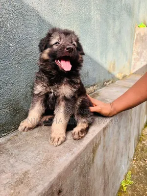 0-1 month Male Purebred German Shepherd