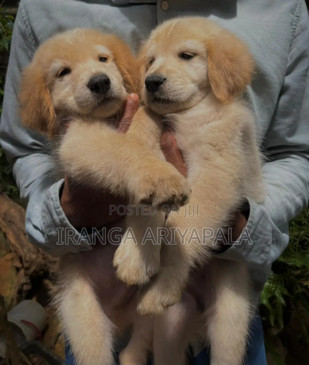 0-1 month Male Purebred Golden Retriever