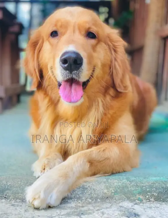 0-1 month Male Purebred Golden Retriever