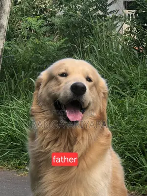 0-1 month Male Purebred Golden Retriever