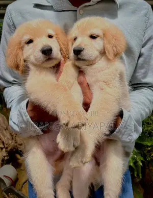 0-1 month Male Purebred Golden Retriever