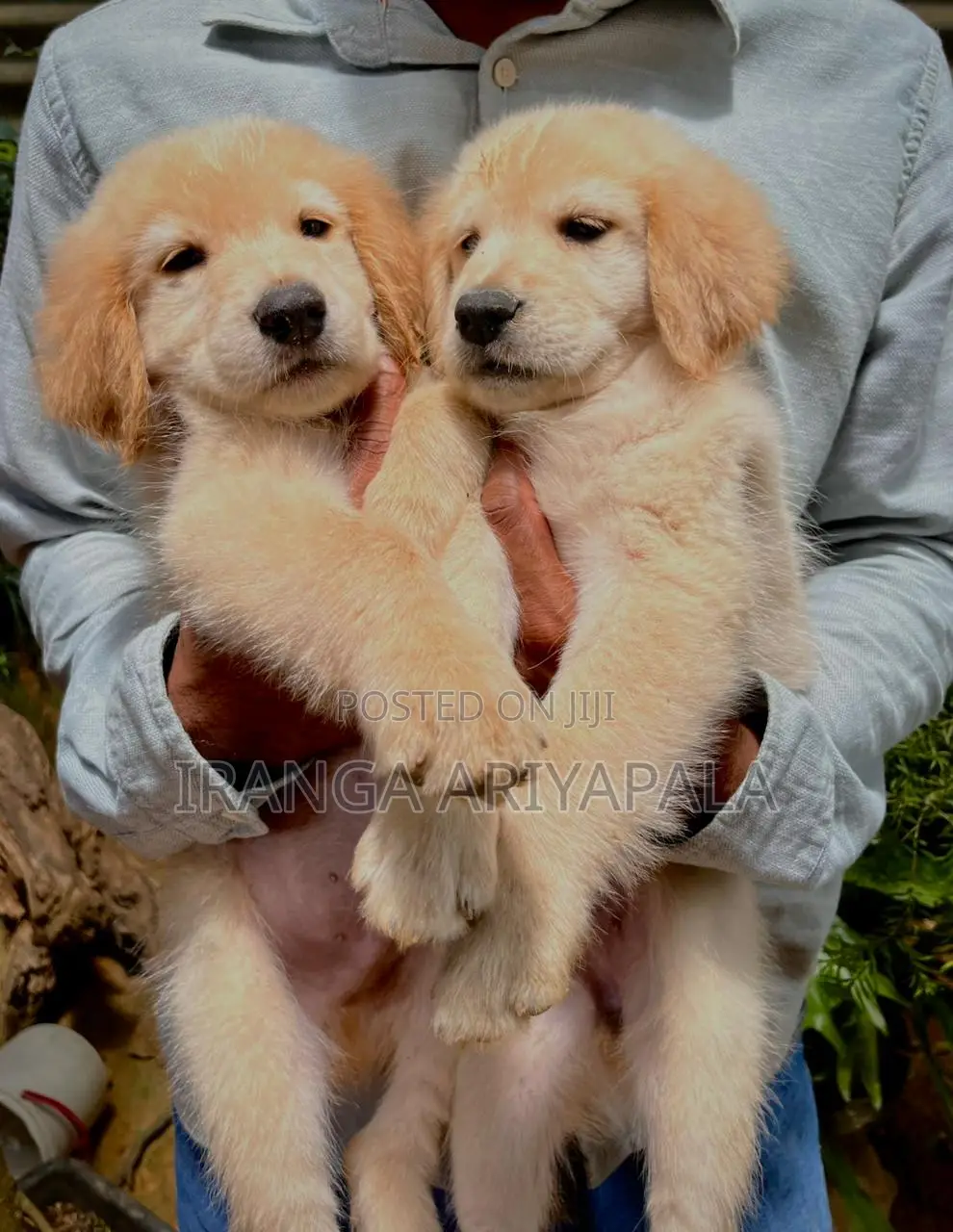 0-1 month Male Purebred Golden Retriever