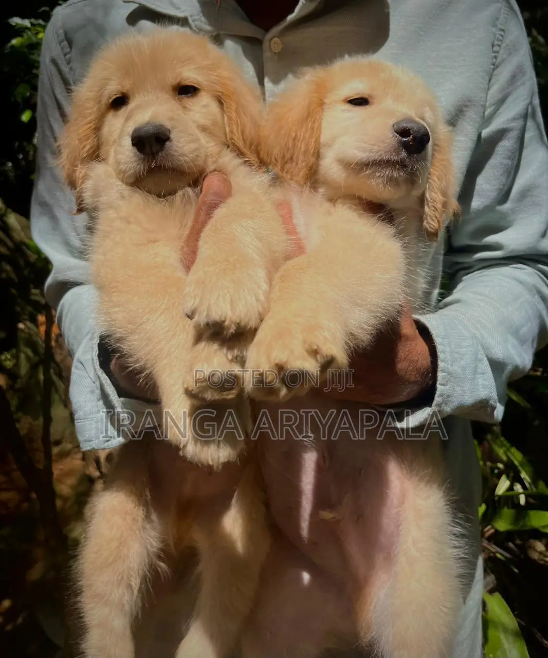 0-1 month Male Purebred Golden Retriever
