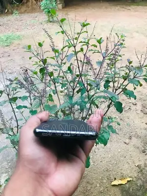 Apple iPhone 11 Pro (Used)