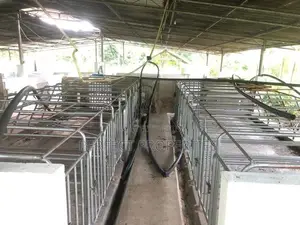 VALUABLE FARM / PIGGERY COCONUT ESTATE FOR SALE
