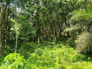 4 acres Rubber Land AT Kiriwattuduwa,Close to Tech City, HOMAGAMA