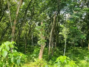 4 acres Rubber Land AT Kiriwattuduwa,Close to Tech City, HOMAGAMA