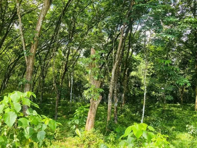 4 acres Rubber Land AT Kiriwattuduwa,Close to Tech City, HOMAGAMA