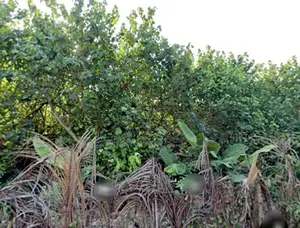 Kelaniya : 215 perches Bare Land for Sale at Pattiya Junction