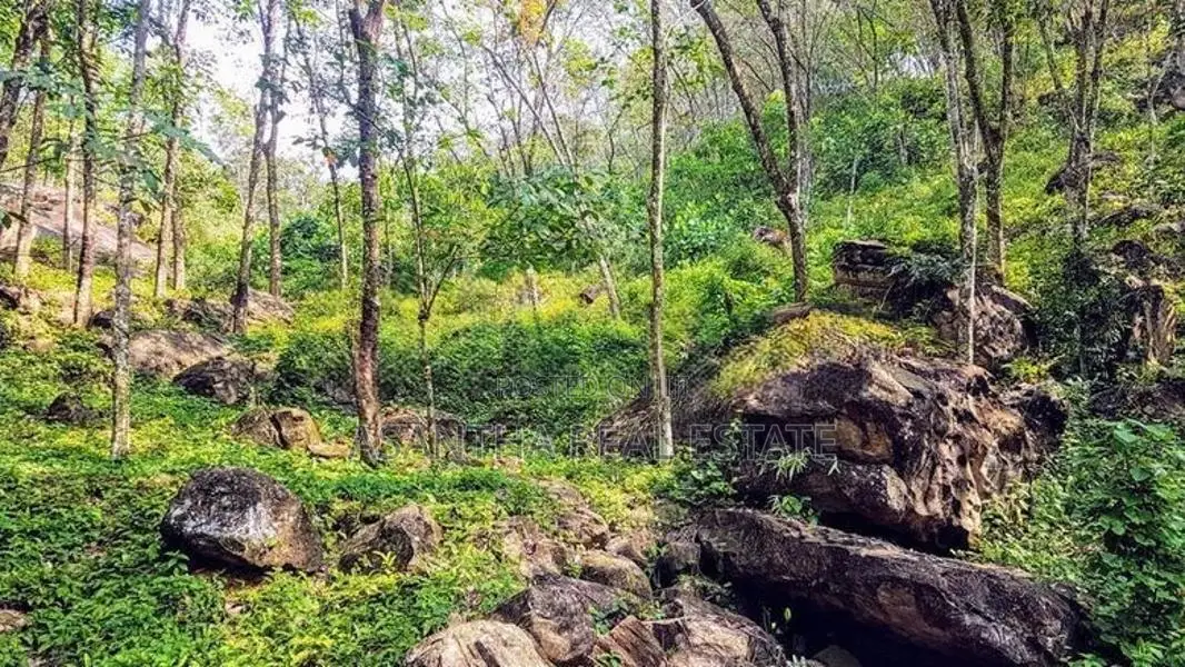 (AF385) 19 Acre Land Sale At Nebada Kalutara