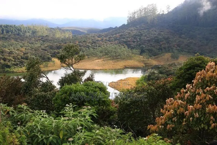 නුවරඑළියේ පිහිටි සුන්දර වටපිටාවක් සහිත ඉඩමක් විකිණීමට ඇත.(ID : NWRL001