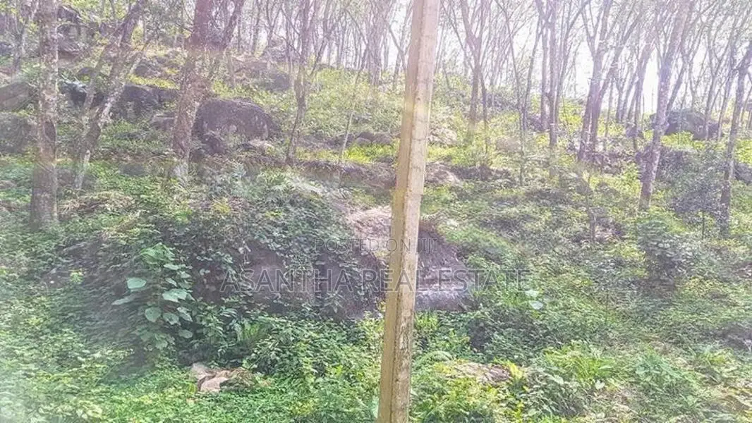 (AF385) 19 Acre Land Sale At Nebada Kalutara