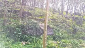 (AF385) 19 Acre Land Sale At Nebada Kalutara