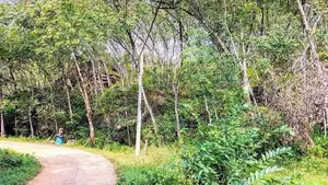 (AF385) 19 Acre Land Sale At Nebada Kalutara