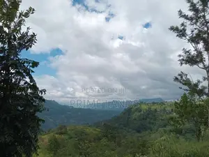 Nuwaraeliya road pundaluoya