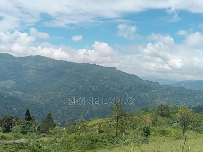 Nuwaraeliya road pundaluoya