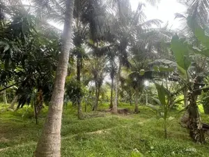 200 Perches Coconut Land Facing Anamaduwa - Putlam Bus Rd