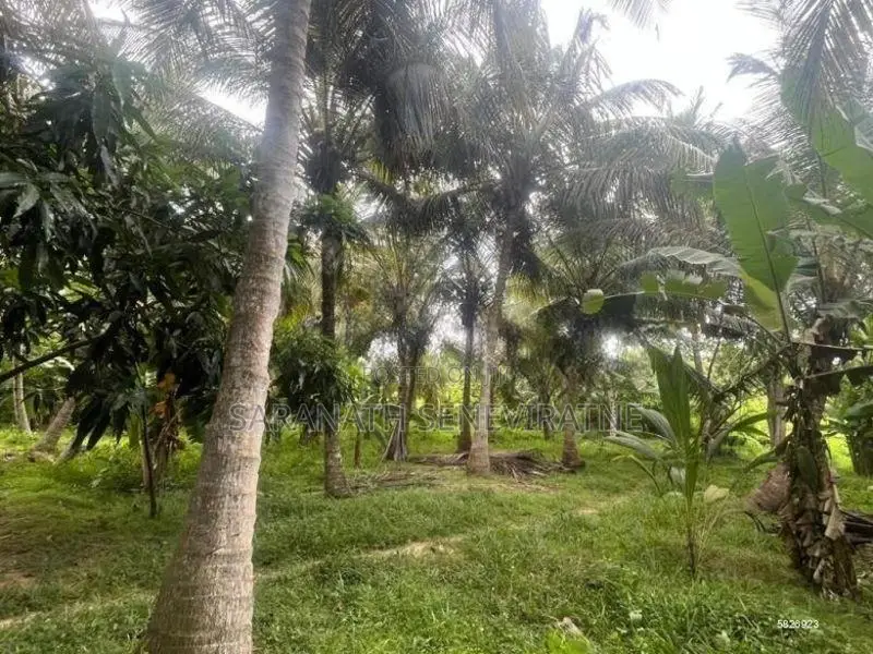 200 Perches Coconut Land Facing Anamaduwa - Putlam Bus Rd