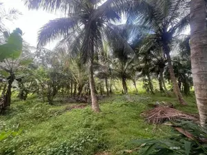 200 Perches Coconut Land Facing Anamaduwa - Putlam Bus Rd