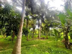 200 Perches Coconut Land Facing Anamaduwa - Putlam Bus Rd