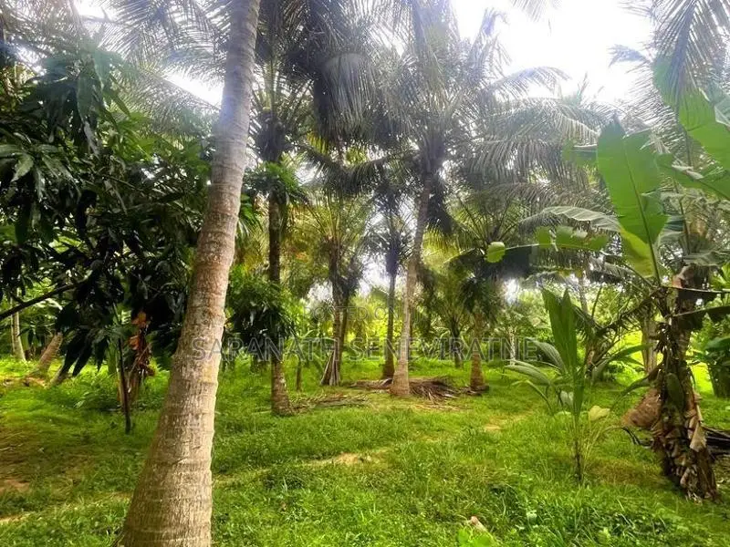 200 Perches Coconut Land Facing Anamaduwa - Putlam Bus Rd