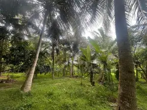 200 Perches Coconut Land Facing Anamaduwa - Putlam Bus Rd