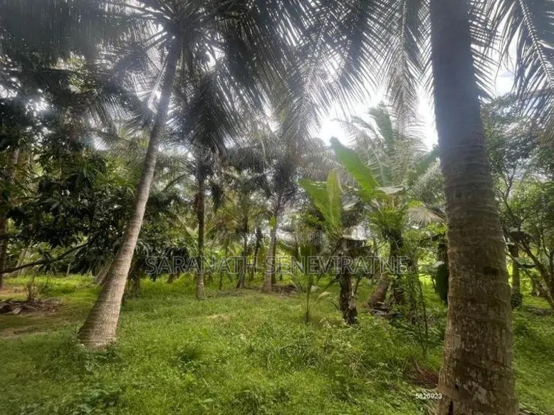 200 Perches Coconut Land Facing Anamaduwa - Putlam Bus Rd