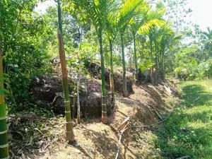 (AF449) Highly Commercial Estate in Eheliyagoda for Sale!