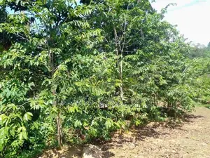 (AF449) Highly Commercial Estate in Eheliyagoda for Sale!