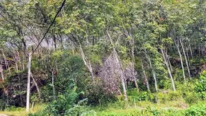 (AF455) 9 ACRE +10 ( 19 Acres ) FOR SALE at NEBODA-MATUGAMA