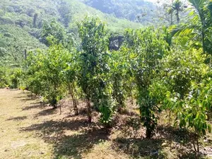 (AF449) Highly Commercial Estate in Eheliyagoda for Sale!