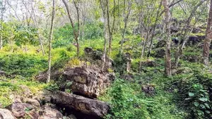 (AF455) 9 ACRE +10 ( 19 Acres ) FOR SALE at NEBODA-MATUGAMA