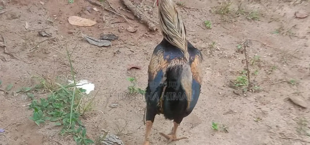 Farm Hen