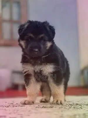 German Shepherd Female
