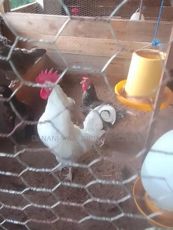 ගම් කුකුලන්