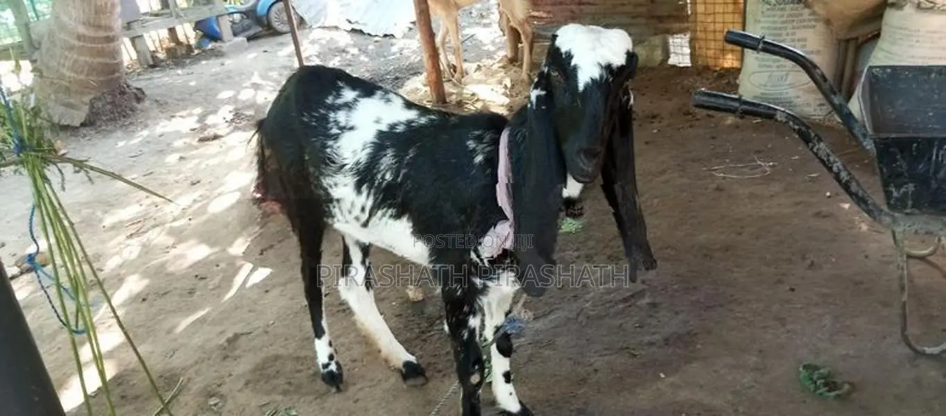 யமுனாபாரி ஆடு