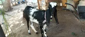 யமுனாபாரி ஆடு